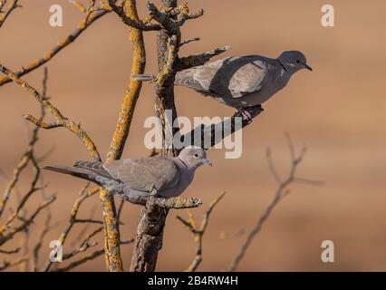 Pair of Collared doves, Streptopelia decaocto, perched in dead bush. Stock Photo