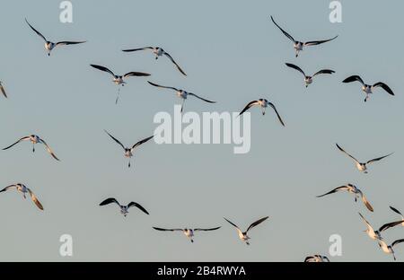 Flock of American avocets, Recurvirostra americana, in flight in late autumn at dusk. San Pablo Bay National Wildlife Refuge. Stock Photo