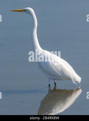 Great White Egret, Ardea alba, hunting in calm shallow water. Stock Photo