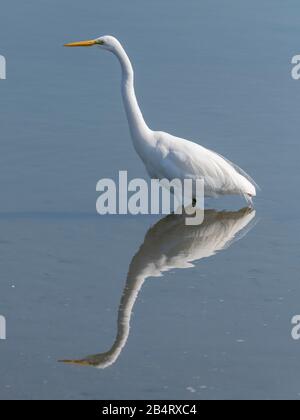 Great White Egret, Ardea alba, hunting in calm shallow water. Stock Photo