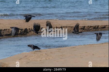 American Crow, Corvus brachyrhynchos flock feeding along the tideline. Stock Photo