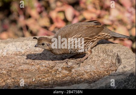 Feale California quail, Callipepla californica, in bird-bath, garden, California. Stock Photo