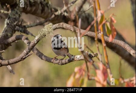 Male Dark-eyed Junco, Junco hyemalis perched on branch, California. Stock Photo
