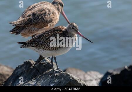 Bar-tailed godwit, Limosa lapponica, in winter plumage, on coastal rocks at high tide roost. Stock Photo