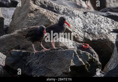 Black oystercatcher, Haematopus bachmani, feeding on coastal rocks, California. Stock Photo