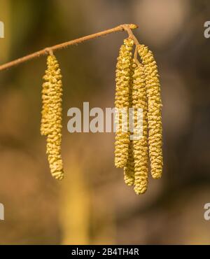 catkins on a hazel tree in spring Stock Photo
