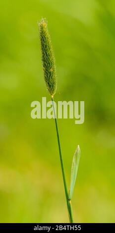 meadow foxtail grass inflorescence detail, macro Stock Photo