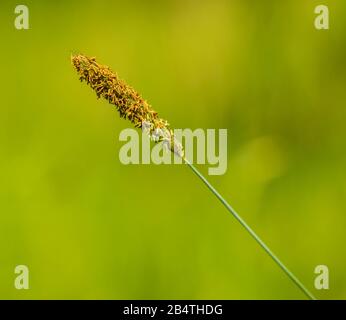 meadow foxtail grass inflorescence detail, macro Stock Photo