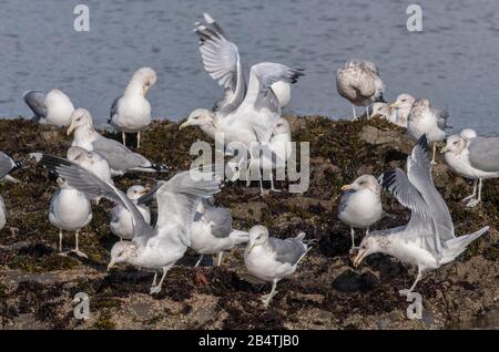 Group of California gulls, Larus californicus, feeding and loafing on coastal rocks at low tide. Central California. Stock Photo