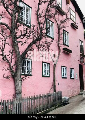 Building with pink wall spray painted texture concrete background with dry tree and fence decoration in retro style Stock Photo