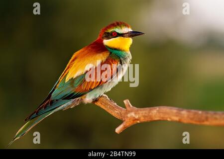 bee-eater in the golden rays of the sun sits on a branch Stock Photo