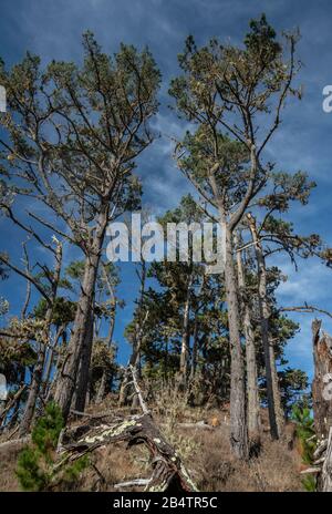 Monterey pine, Pinus radiata, growing in native habitat at Point lobos state reserve, California coast. Stock Photo