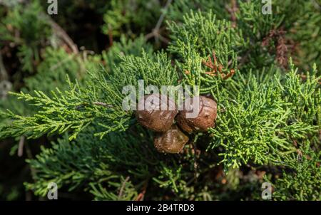 Cones of Monterey cypress, Hesperocyparis macrocarpa, trees on Point Lobos, one of only two native sites; California Stock Photo
