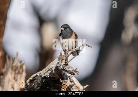 Dark-eyed junco, Junco hyemalis, in coastal scrub, Momterey. Stock Photo