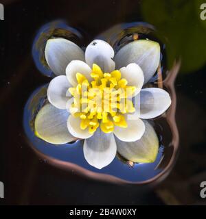 Blooming white waterlily (Nymphaea spec.) in dark surroundings. Single flower top down view. Stock Photo