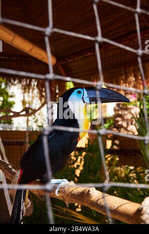 Beautiful Toucan in captivity Stock Photo