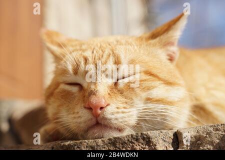 Cute ginger cat sleeps outdoor in summer sunny gaden. Closeup face, macro photo. Stock Photo