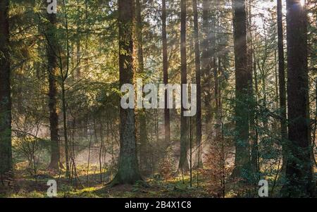 Abstract atmospheric landscape scene through trees in dense forest woodland with sunlight and mist fog Stock Photo