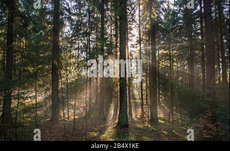 Abstract atmospheric landscape scene through trees in dense forest woodland with sunlight and mist fog Stock Photo