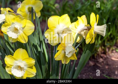 Narcissus 'Avalon' Daffodil White yellow Daffodils garden Stock Photo