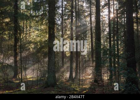 Abstract atmospheric landscape scene through trees in dense forest woodland with sunlight and mist fog Stock Photo