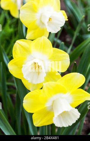 Narcissus 'Avalon' White yellow Daffodils spring flowers April garden plant Stock Photo