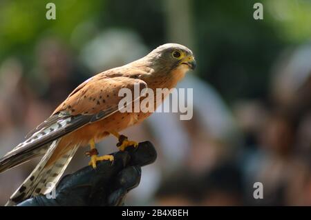 Common Kestrel (Falco tinnunculus) is a bird of prey , isolated portrait in Africa in wild Stock Photo