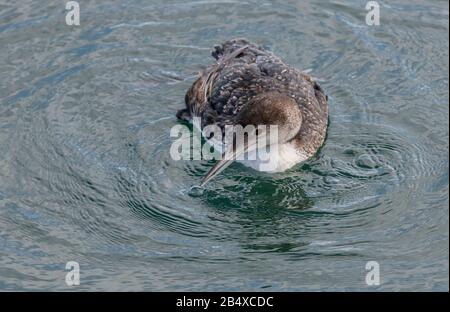 Wintering Great northern diver, or Common loon, Gavia immer, feeding and fishing in coastal waters. Stock Photo