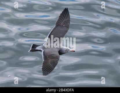 Heermann's gull, Larus heermanni in flight over sea - part of large wintering flock at Moss Landing, California. Stock Photo