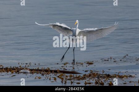 Great White Egret, Ardea alba, coming in to land on floating seaweed and Kelp bed, Monterey, California. Stock Photo