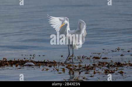 Great White Egret, Ardea alba, coming in to land on floating seaweed and Kelp bed, Monterey, California. Stock Photo