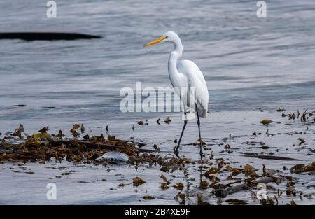 Great White Egret, Ardea alba, on floating seaweed and Kelp bed, Monterey, California. Stock Photo