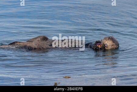 Sea otter, Enhydra lutris, in the sea, among kelp, with purple sea urchin, on the coast of central California. Stock Photo