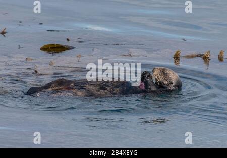 Sea otter, Enhydra lutris, in the sea, among kelp, with purple sea urchin, on the coast of central California. Stock Photo