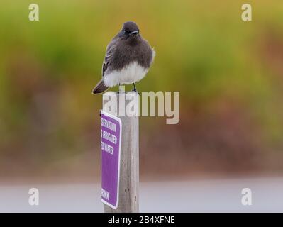 Black phoebe, Sayornis nigricans, hunting for insects from a roadside post. California. Stock Photo