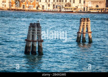 Pier wooden poles tightened together by rusty chains on canal in Venice Stock Photo