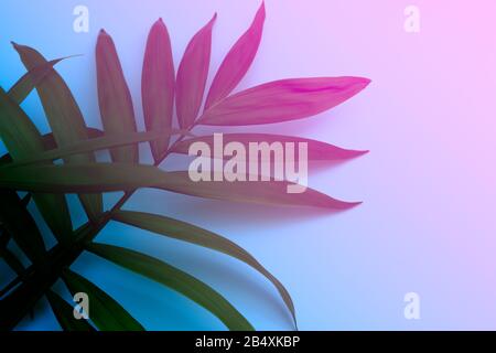 Tropical style plant leaf in blue and pink tones Stock Photo