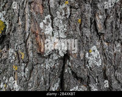 Wild aged Oak tree bark texture, wood natural wallpaper pattern background Stock Photo