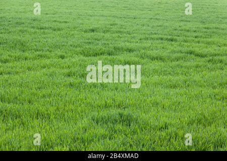 Green field in the spring. Dense shoots of wheat or rye. Stock Photo