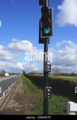 Pedestrian and equestrian 'pegasus' road crossing at Newmarket near the Rowley Mile Racecourse Stock Photo