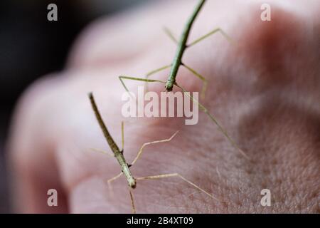 small Medauroidea extradentata, commonly known as the Vietnamese or Annam walking stick, is a species of the family Phasmatidae. walking on hand. Stock Photo