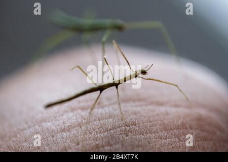 small Medauroidea extradentata, commonly known as the Vietnamese or Annam walking stick, is a species of the family Phasmatidae. walking on hand. Stock Photo