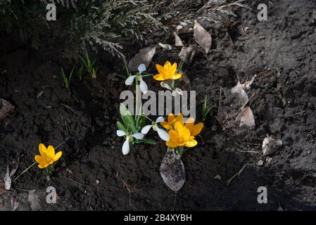 Dutch yellow crocus closeup. Primroses flowering crocus. Crocus on the ground. Spring, first flowers, crocuses, yellow spring flowers. Hooray spring. Stock Photo