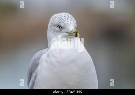 Ring-billed gull, Larus delawarensis, close-up of head and beak. Stock Photo