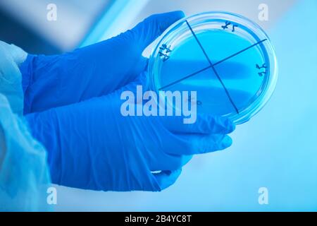 Woman's hands in disposable gloves holding petri dish with something blue in it, horizontal close up shot Stock Photo