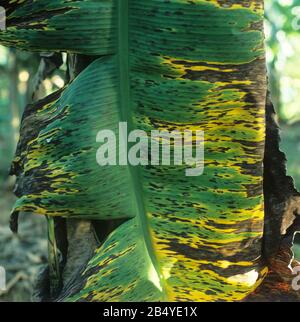 Black sigatoka (Mycosphaerella fijiensis) lesions and necrosis on the leaves of young bananas, Malaysia, February, Stock Photo