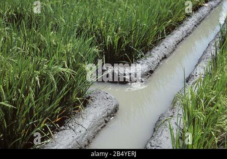 Irrigation canals and newly repaired mud irrigation levies channeling water to paddy rice crops in ear, Luzon, Philippines Stock Photo