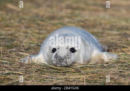 Grey Seal pup, Donna Nook, Lincolnshire. Stock Photo