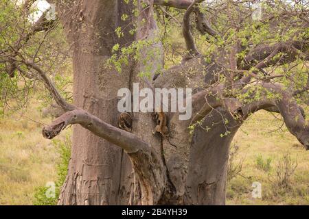 Leopard climbing up a tree with it's kill (Panthera pardus) in the Tarangire, National park, Tanzania Stock Photo