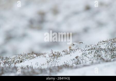 Mountain Hare, Strathdearn, Cairngorme National Park, Scotland Stock Photo